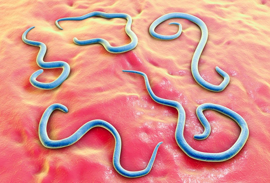 Anthelmintic: What It Means & Why It Matters